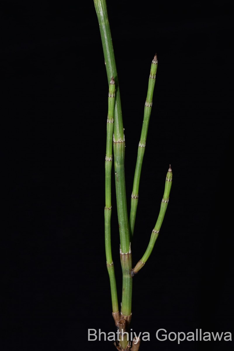 Equisetum ramosissimum  Desf.